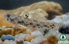 淡水魚類