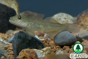淡水魚類