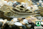淡水魚類
