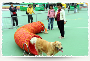 Pet carnival