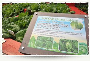 Chinese Cabbage