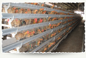 Chicken farm