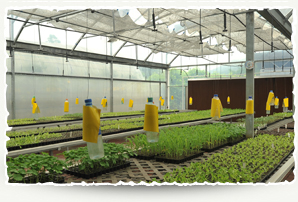 Greenhouse cultivation