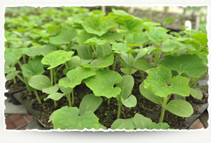 Greenhouse vegetables