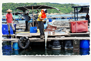 Red tide monitoring