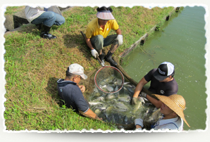 Fish farm