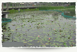 Hong Kong Wetland Park