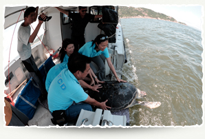 Release of Green Turtle