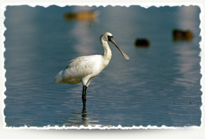 Black-faced Spoonbill