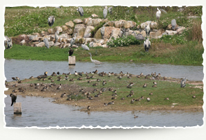 Mai Po Inner Deep Bay Ramsar site