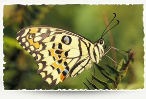 Lime Butterfly