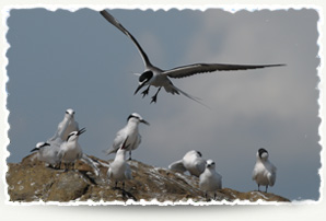 Bridled Tern