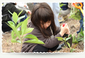 Tree planting activity