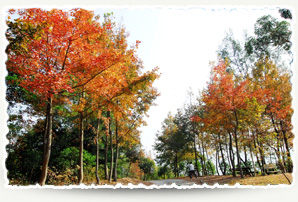 Sweet Gum at Tai Tong