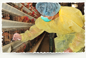 Inspection of local chicken farm