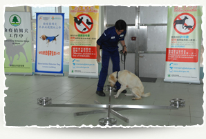 Quarantine Detector Dog at control point