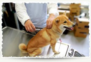 Dog inoculation against Rabies