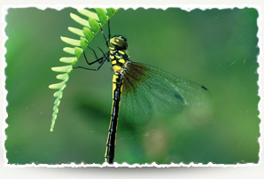 Spangled Shadow-emerald