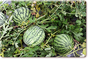 Organic watermelon Sky Orchid