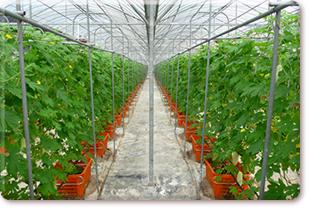 Cultivation of white bitter cucumber in greenhouse