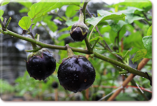 Round purple eggplant