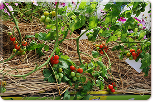 Cherry tomato