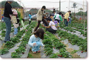 Pick your own produce