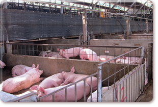 Pig farm