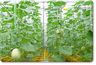 Cultivation of sweet melon in greenhouse