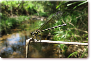 Black-banded Gossamerwing