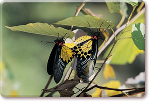 Common Birdwing