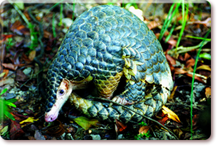 Chinese Pangolin