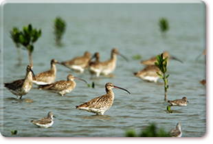 Eurasian curlews