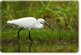 Little egret