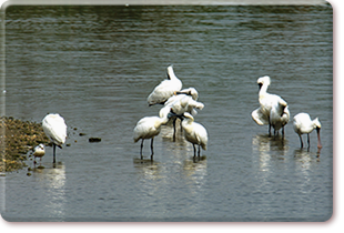 Black-faced spoonbills