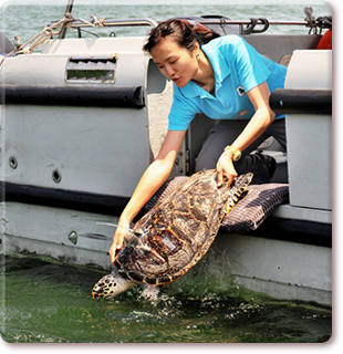 Release of hawksbill turtle