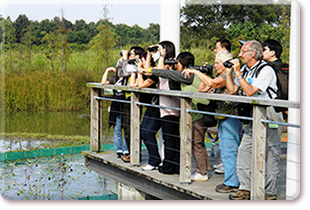 Watching birds at HKWP