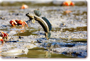 Mudskipper