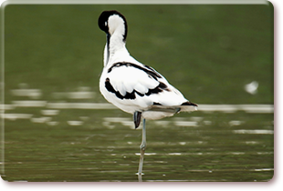 Pied avocet