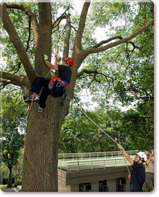 Tree Management