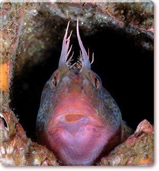 Winning entry of Underwater Photo and Video Competition