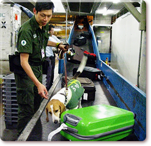 Quarantine Detector Dog