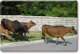 Stray cattle