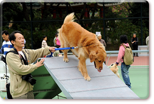 Animal carnival