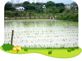 Flooded farmland