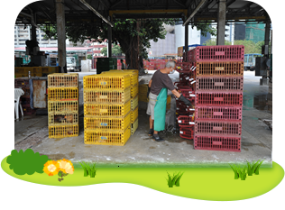 Cheung Sha Wan Temporary Wholesale Poultry Market