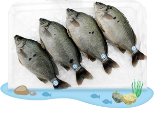 Accredited fish