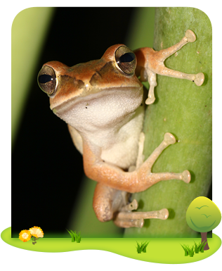 Brown tree frog