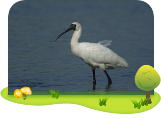 Black-faced spoonbill