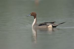 Waterbirds